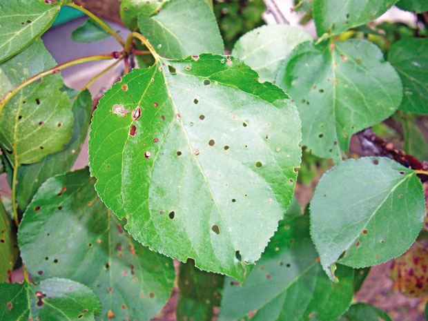 Ко решета лишће?  